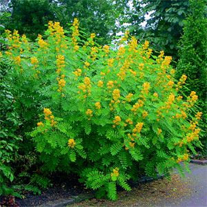 Nadir Senna Hebecarpa Çiçeği Tohumu(25 Tohum)