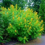 Nadir Senna Hebecarpa Çiçeği Tohumu(25 Tohum)