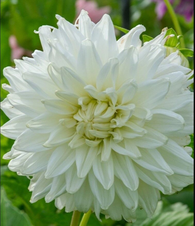 XXL İri Çiçekli Bull's Pride deco Dahlia Yıldız Çiçeği Soğanı Yumrusu (1 adet)