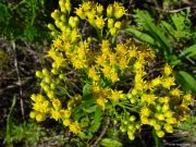 Solidago Çiçeği Tohumu(100 tohum)