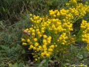 Solidago Çiçeği Tohumu(100 tohum)