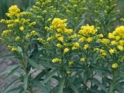 Stiff Goldenrod Çiçeği Tohumu(100 tohum)