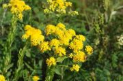 Stiff Goldenrod Çiçeği Tohumu(100 tohum)