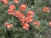 Scarlet Globe Mallow Çiçeği Tohumu(50 tohum)