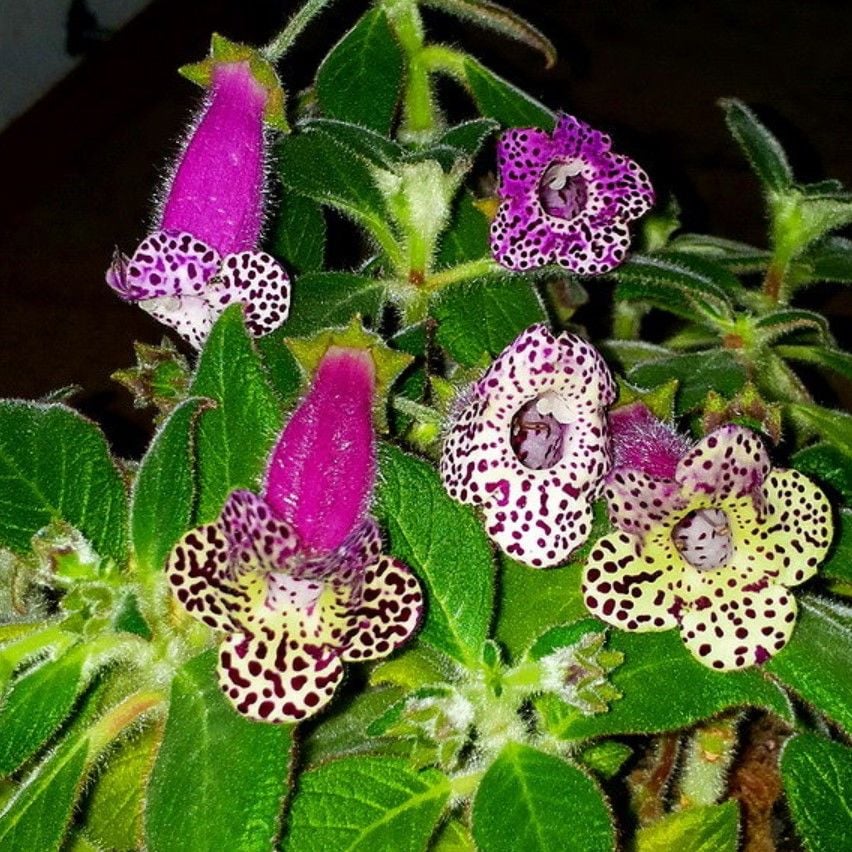 Koleksiyonluk Lono Kohleria Japon Küpelisi Çiçeği Fidesi (Mini Saksıda)