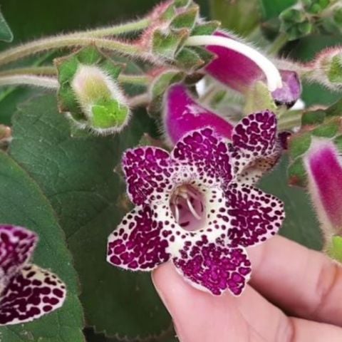 Koleksiyonluk Blue Red Kohleria Japon Küpelisi Çiçeği Fidesi (Mini Saksıda)