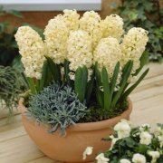 Krem Beyazı City Of Harlem Sümbül Soğanı 10 Adet