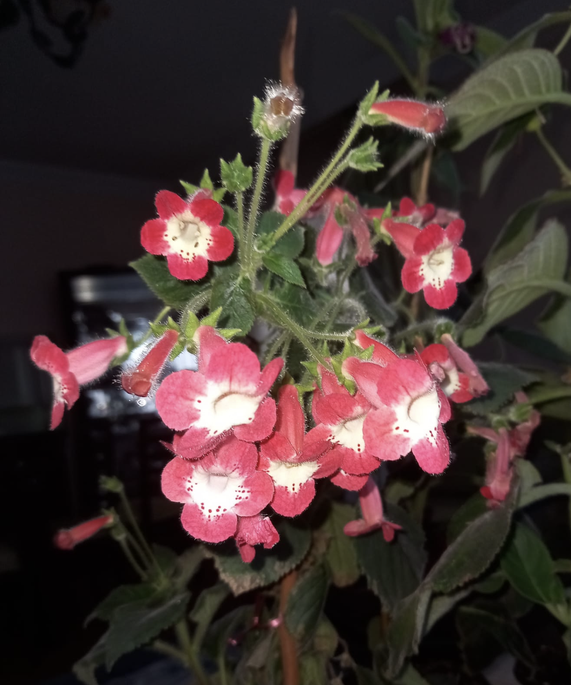 Koleksiyonluk Nis Lima  Kohleria Japon Küpelisi Çiçeği Fidesi (Mini Saksıda)