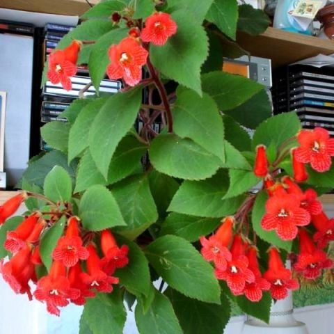 Koleksiyonluk Eriantha  Kohleria Japon Küpelisi Çiçeği Fidesi (Mini Saksıda)
