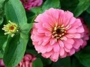 Pembe Renkli Zinya Çiçeği Tohumu(50 tohum)