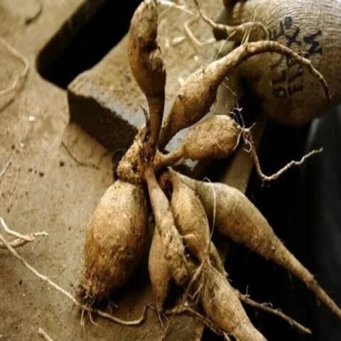 XXL İri Çiçekli Lavender Perfection Dahlia Yıldız Çiçeği Soğanı Yumrusu (1 adet)