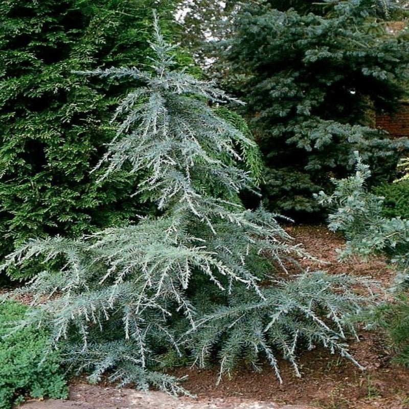Tüplü Himalaya Sediri Fidanı