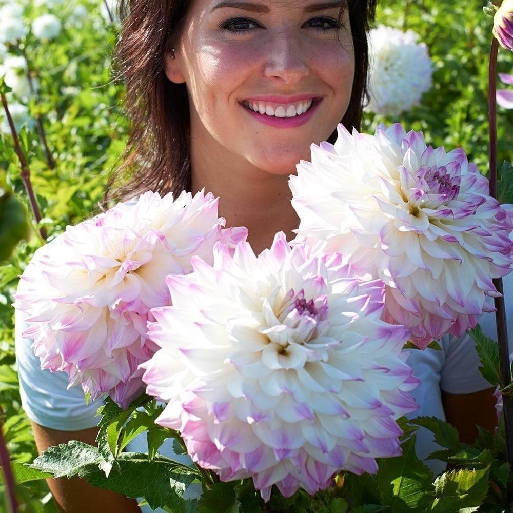 XXL İri Çiçekli Ice Hapet Blue Eyes Dahlia Yıldız Çiçeği Soğanı Yumrusu (1 adet)