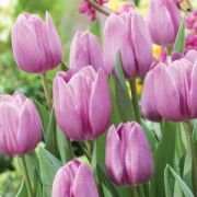 Violet Beauty Lila Renkli Lale Soğanı ( 5 soğan)