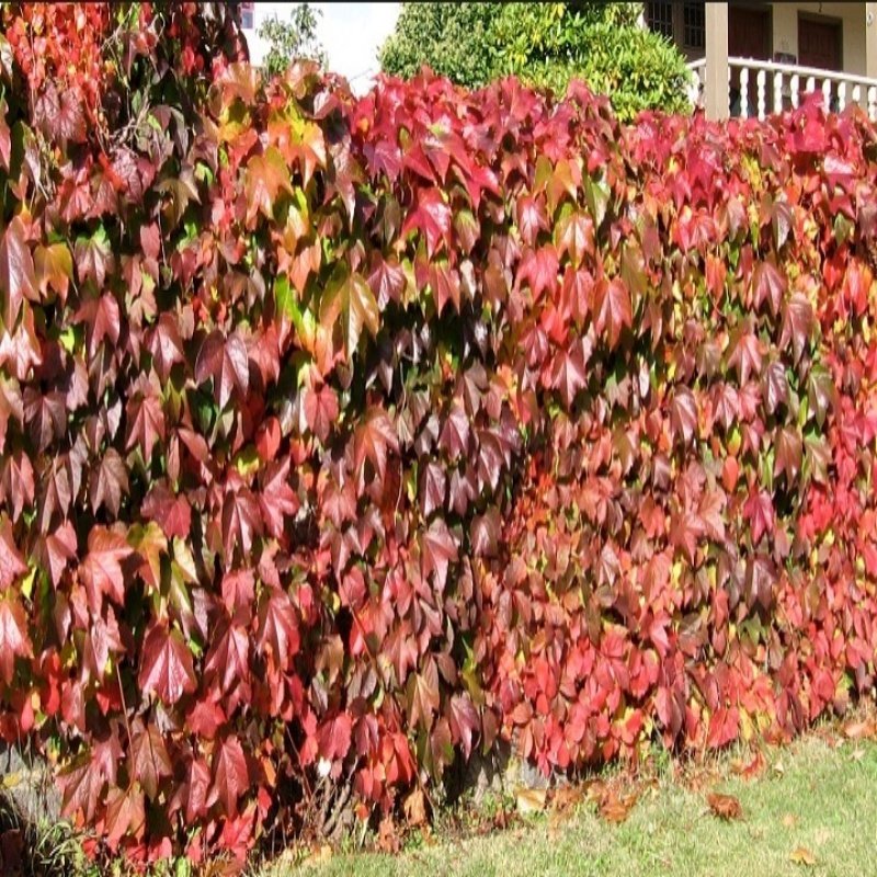 Tüplü Amerikan Sarmaşığı Fidanı (150-200 cm)