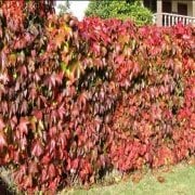 Tüplü Amerikan Sarmaşığı Fidanı (150-200 cm)