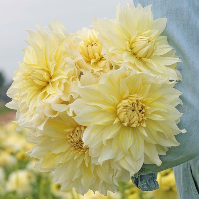 XXL İri Çiçekli La Luna Dahlia Yıldız Çiçeği Soğanı Yumrusu (1 adet)