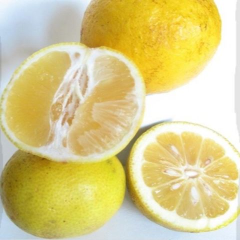 Tüplü Kokulu Nadir Bitki Tatlı Limon Şeker Limon Fidanı Seneye Meyve Verir