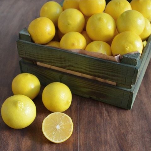 Tüplü Kokulu Nadir Bitki Tatlı Limon Şeker Limon Fidanı Seneye Meyve Verir