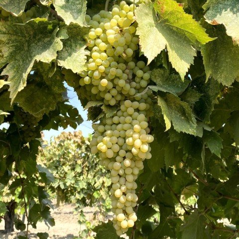 Tüplü Thomson Çekirdeksiz Üzüm Fidanı