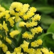 Limonium Sinuatum Deep Yellow Deniz Lavantası Tohumu(30 tohum)