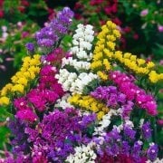 Limonium Sinuatum Deep Yellow Deniz Lavantası Tohumu(30 tohum)