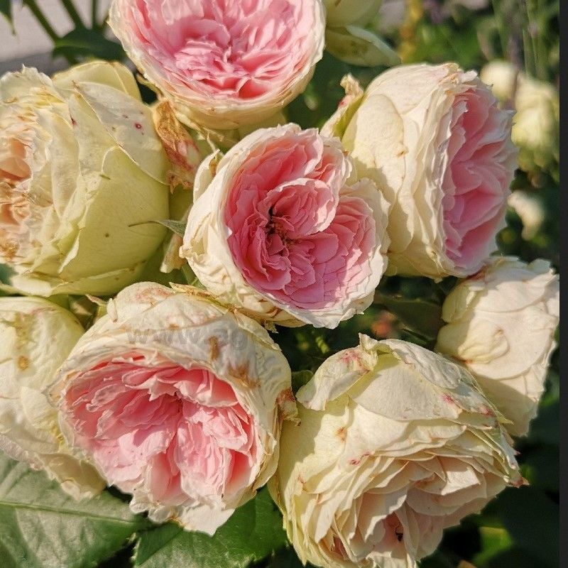 Tüplü Yediveren Hybrid Tea Pompon  Çok Goncalı Soğuklara Dayanıklı Masal Gülü Fidanı