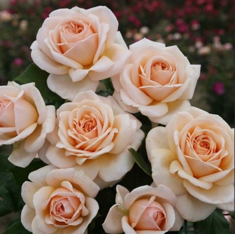 Tüplü Yediveren Hybrid Tea Apricot Fc  Çok Goncalı Soğuklara Dayanıklı Masal Gülü Fidanı