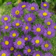 Eflatun Sarı Aster Çiçeği Tohumu(100 tohum)