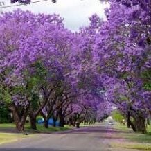 Saksıda Mor Çiçekli Yoğun Kokulu Paulownia Ağacı Fidanı Bir Kök