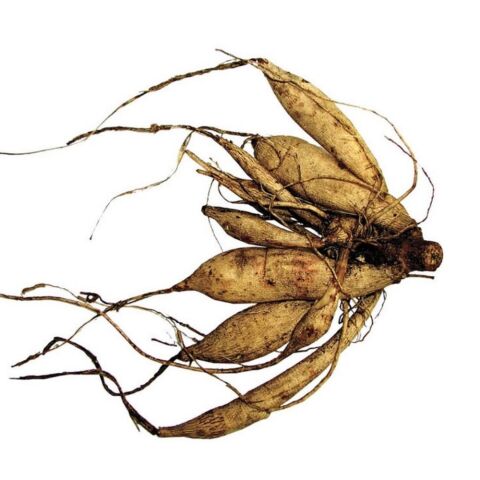 XXL İri Çiçekli White Perfection İri Çiçekli Dahlia Dalya Yıldız Çiçeği Yumrusu