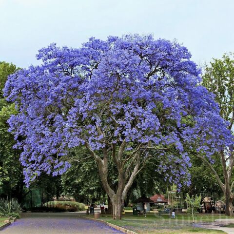 Saksıda Mor Çiçekli Yoğun Kokulu Paulownia Ağacı Fidanı Bir Kök