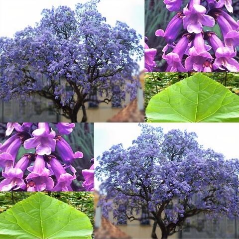 Saksıda Mor Çiçekli Yoğun Kokulu Paulownia Ağacı Fidanı Bir Kök