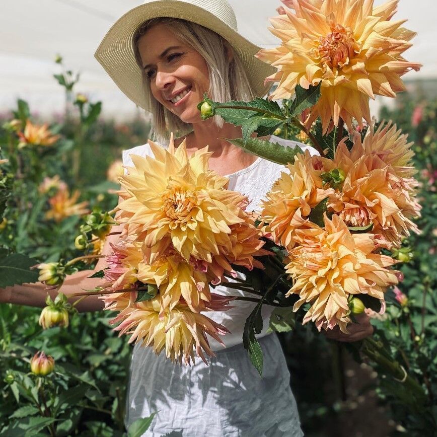 XXL İri Çiçekli Wanda's Aurora İri Çiçekli Dahlia Dalya Yıldız Çiçeği Yumrusu (1 ADET)