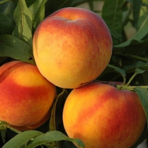 Tüplü İnnovative Tree Tam Bodur Bursa Yarma Şeftali Fidanı