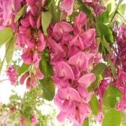 Pembe Çiçekli Akasya Tohumu (5 tohum)