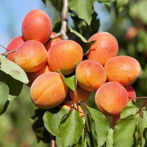 Açık Kök Roksana(Roxana) Kayısı Fidanı