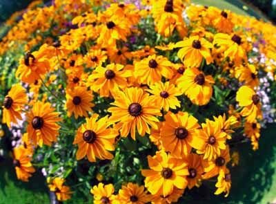Siyah Gözlü Rudbekya(Rudbeckia)  Çiçeği Tohumu(100 tohum)