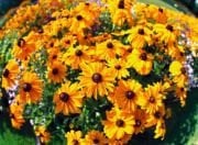 Siyah Gözlü Rudbekya(Rudbeckia)  Çiçeği Tohumu(100 tohum)