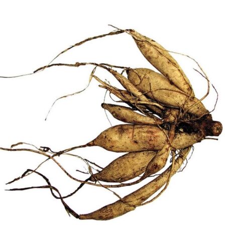 XXXL İri Çiçekli Sir Alf Ramsey İri Çiçekli Dahlia Dalya Yıldız Çiçeği Yumrusu (1 ADET)