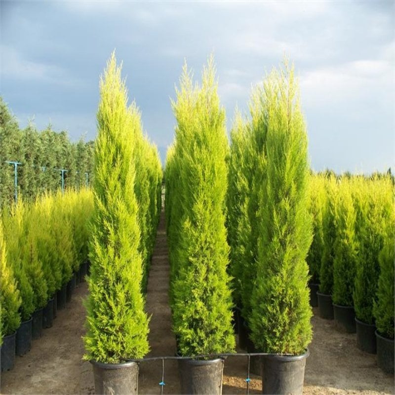 Tüplü Limoni Servi Fidanı (Boy 20-50 cm)