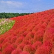 Kochia Scoparia Süs Bitkisi Tohumu (15 tohum)