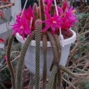 Disocactus Flagelliformis Kaktüs Nadir Kırmızı Çiçekli(5.5 luk saksıda)