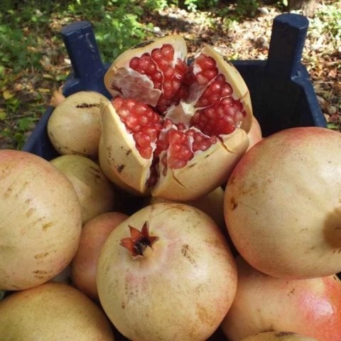 Tüplü Çok İri Meyveli Keben Narı(Silifke Aşısı) Fidanı (Seneye Meyve Verir Durumda)