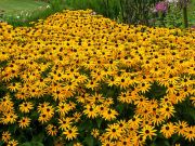 Sweety Black Eyed Susan Rudbekya Çiçeği Tohum(300 tohum)