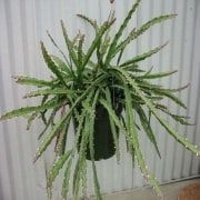 Lepismium Cruformis Red Kaktüs Sarkan Sepetler İçin