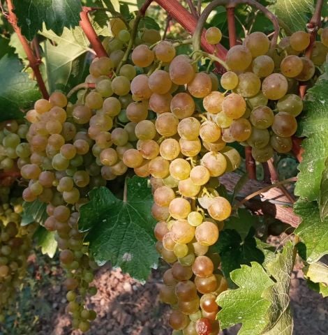 Tüplü  Sarmalık Dolmalık Pekmezelik Bol Şıralı Narince Üzüm Fidanı