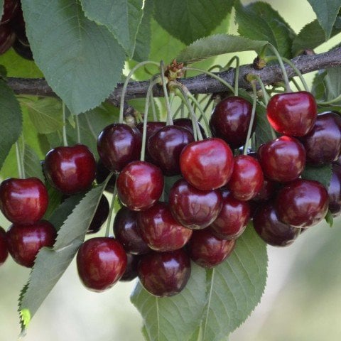 Açıkk Kök Yarı Bodur Regina Kiraz Fidanı