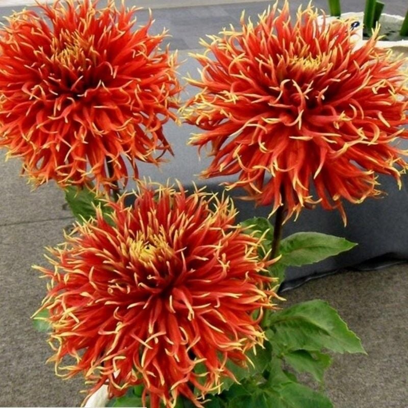 Büyük Çiçekli Show n Tell Yıldız Dahlia Çiçeği Soğanı Yumrusu (1 adet)