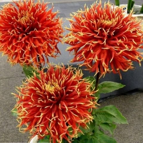 Büyük Çiçekli Show n Tell Yıldız Dahlia Çiçeği Soğanı Yumrusu (1 adet)